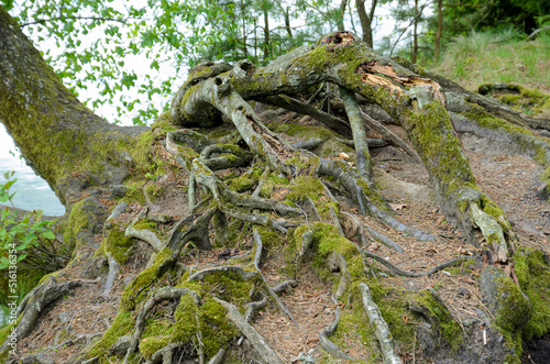 roots of tree © Sergei