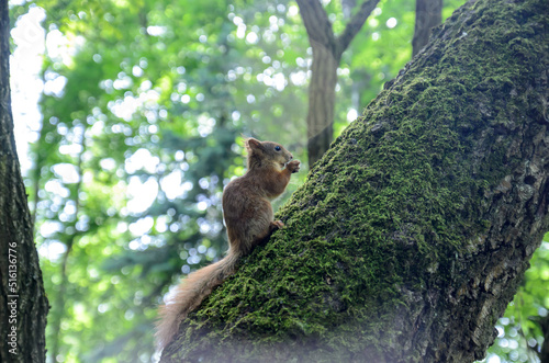 red squirrel on a tree in the forest
