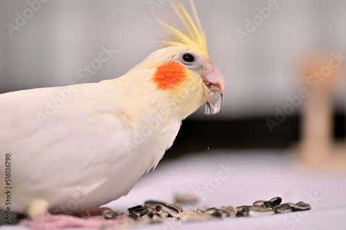 ヒマワリの種を食べるオカメインコ