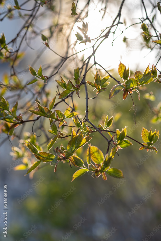 A branch with young leaves in natural conditions in spring. A branch with young leaves in natural conditions in spring.