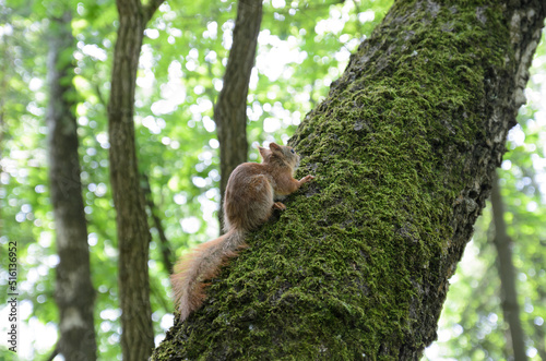 red squirrel on a tree in the forest 