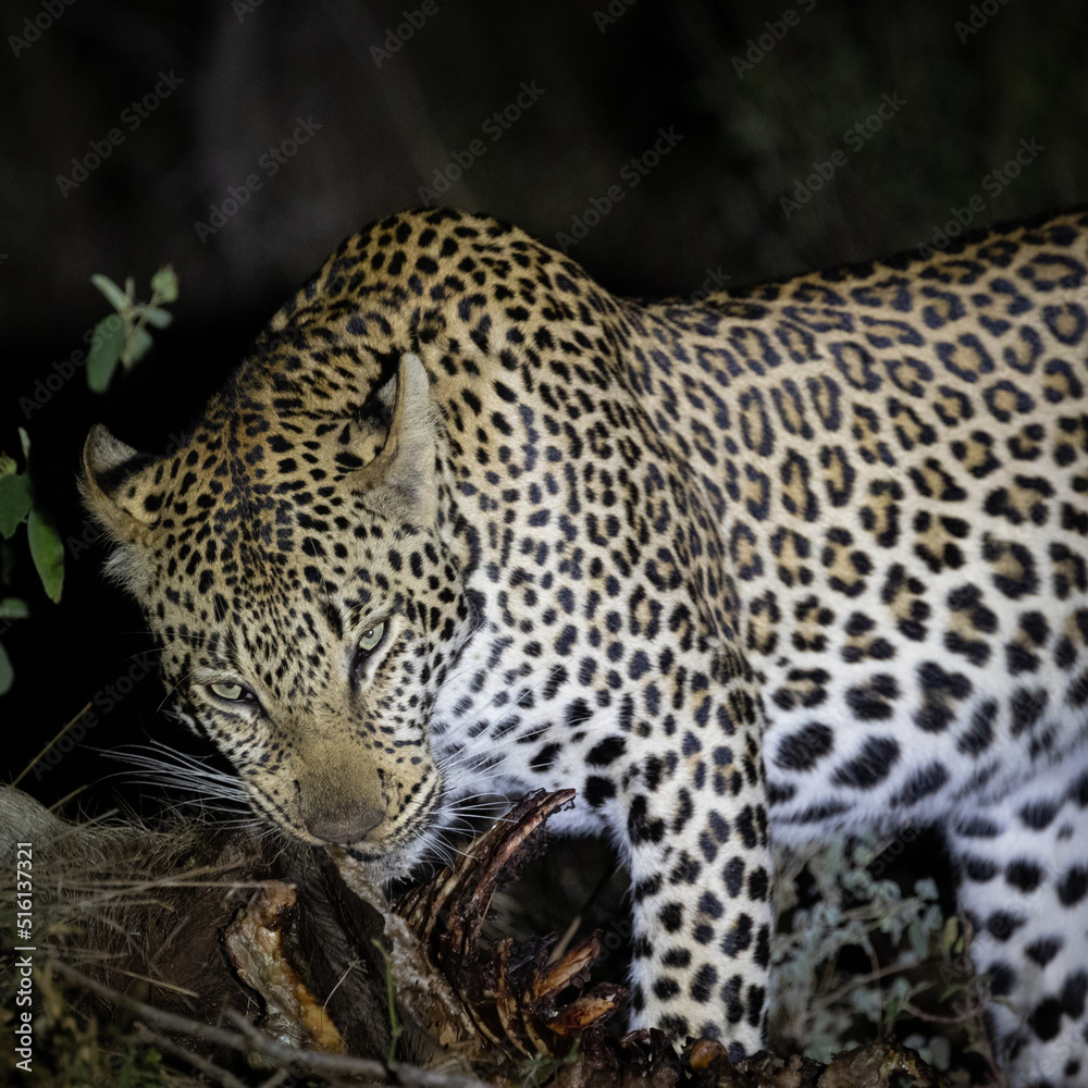 a young male leopard feasting on his warthog kill a young male leopard feasting on his warthog kill