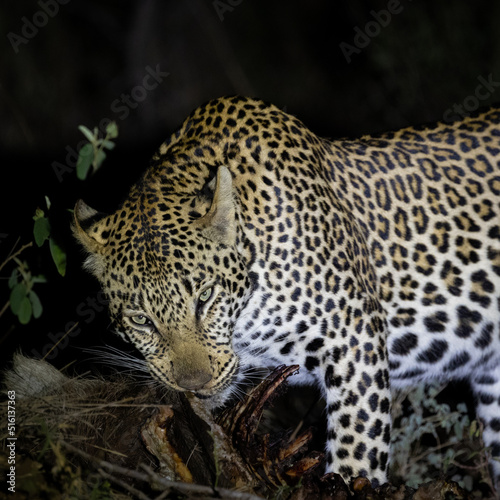 a young male leopard feasting on his warthog kill