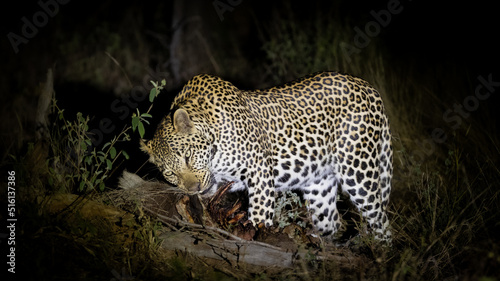 a young male leopard feasting on his warthog kill