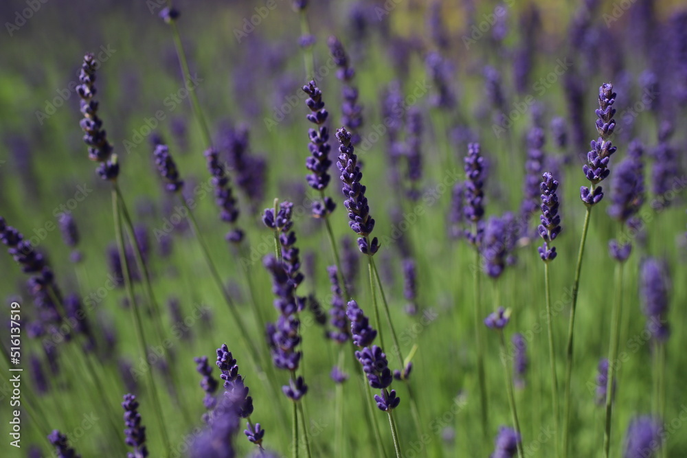 Obraz premium beautiful wildflowers in a natural environment
