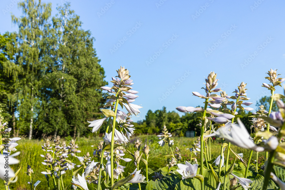 Fototapeta premium Hosta Lancifolia plant bloom in the summer garden