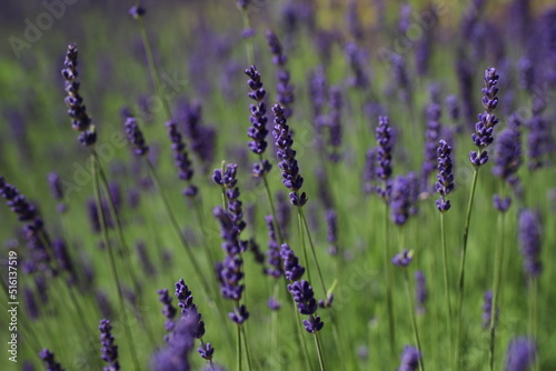 beautiful wildflowers in a natural environment