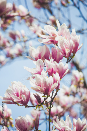 Branch of magnolia tree in bloom