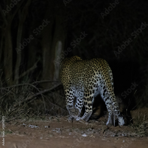 a big female leopard with a blind eye