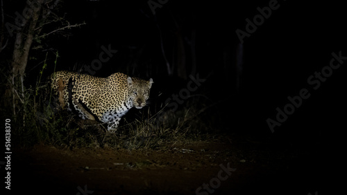 a big female leopard with a blind eye