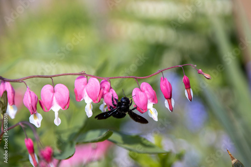 A blue wood bee searches for pollen on a heart flower,Lamprocapnos spectabilis.
