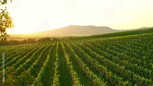 Aerial Drone Shot of Sunny Wineyard at Sunrise. photo