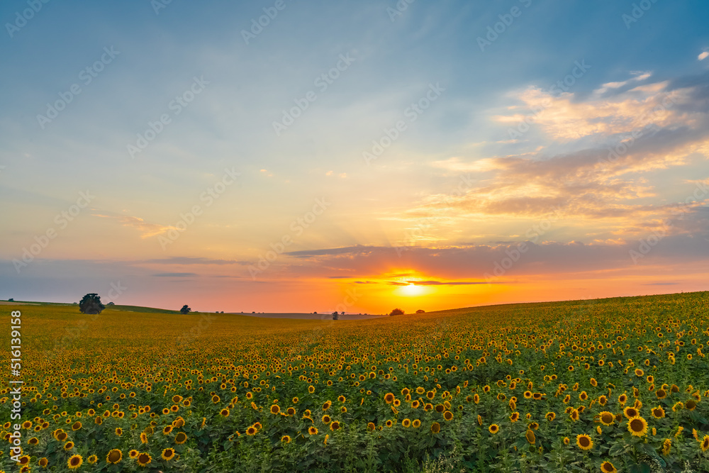 Sunflower field at sunset time