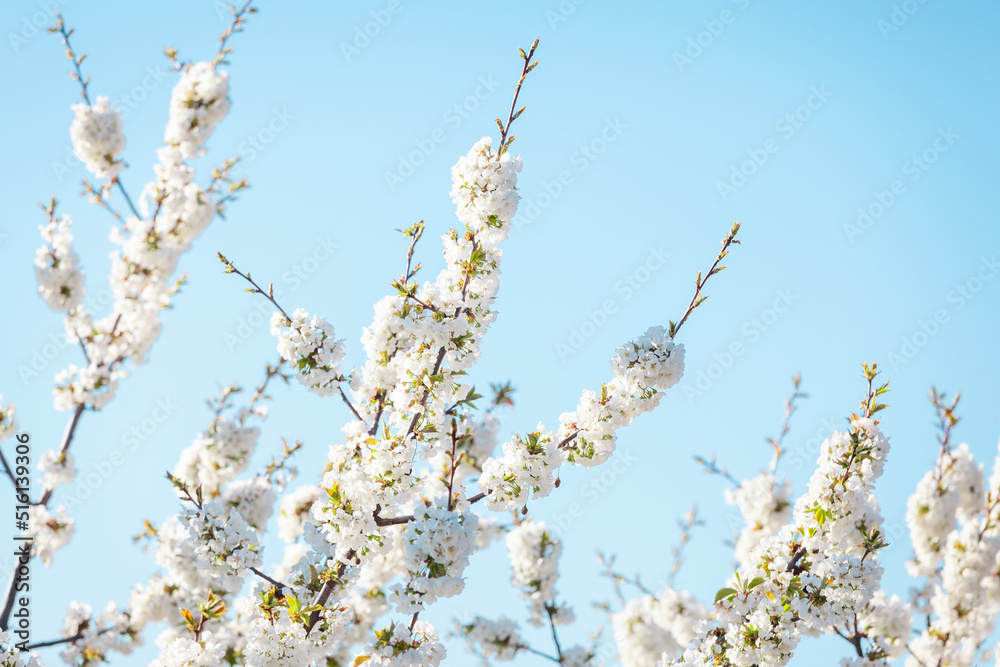 Apple tree in spring blossom against blue sky Apple tree in spring blossom against blue sky