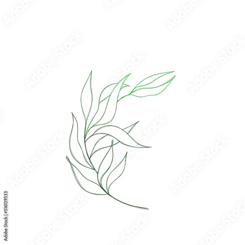 beautiful detailed sketch of plant. The idea of       a twig tattoo with leaves. detailed sketch of a twig with leaves