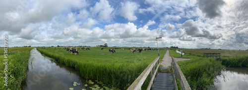 Panorama from a bridge over a canal and cows