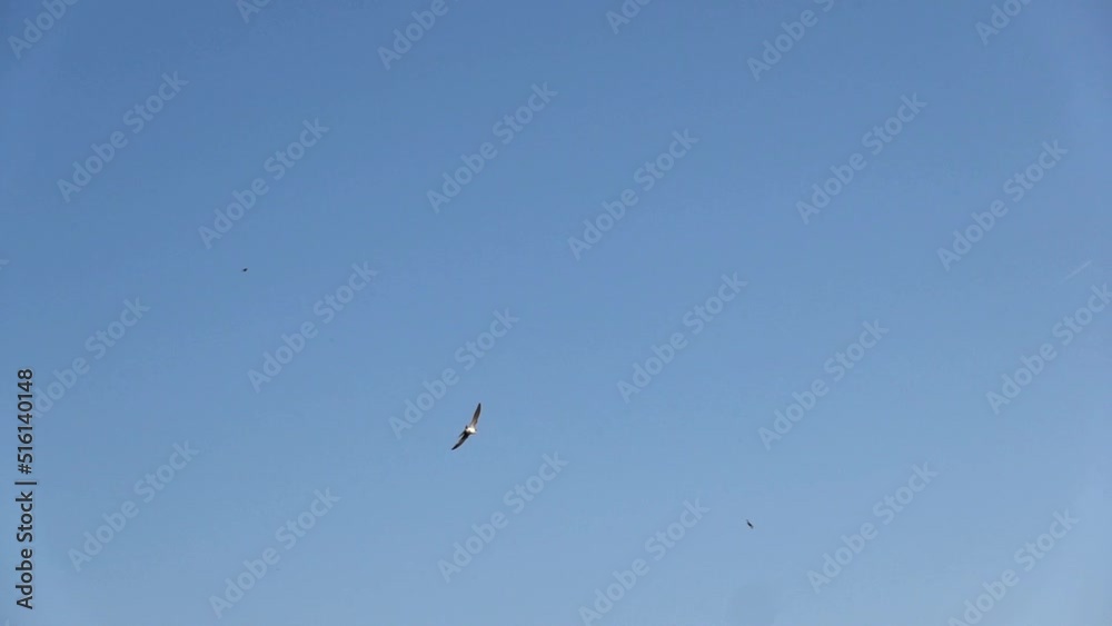 Flight of a swallow that catches flying insects