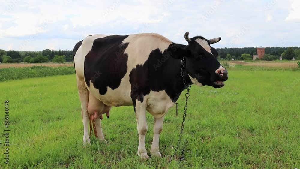 cow eats grass in the meadow near the house
cow eats grass in the meadow near the house