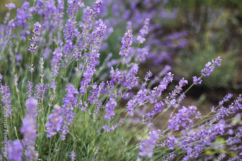 Fototapeta premium Provence - lavender field