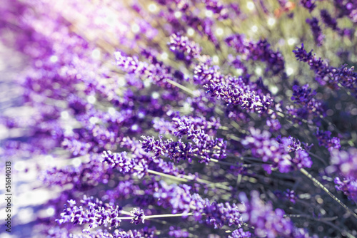 fragrant herb with purple flower stalks lavender