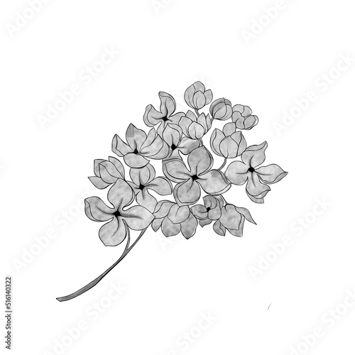 Hydrangea illustration. Flowering plant for Japanese amacha herbal tea. Botan...