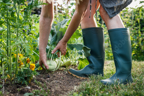 Woman picking kohlrabi from vegetable garden. Organic gardening