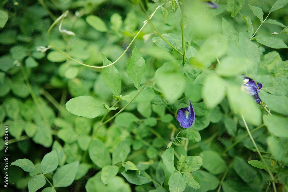 Butterfly pea flowers are blooming with green leaves background Butterfly pea flowers are blooming with green leaves background