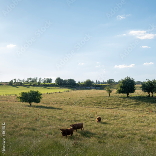 cows in green meadow between bastogne, La Roche and St Hubert in belgium