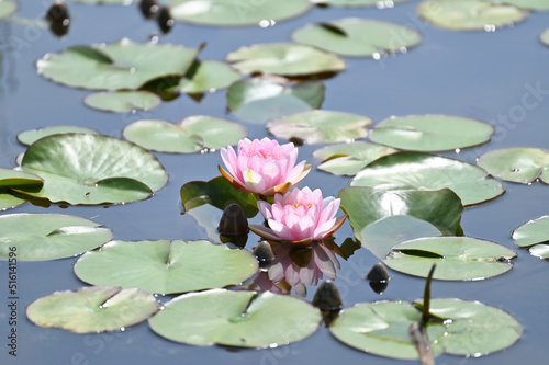 日本の仏が住むと言われている水上で花を咲かせる水連