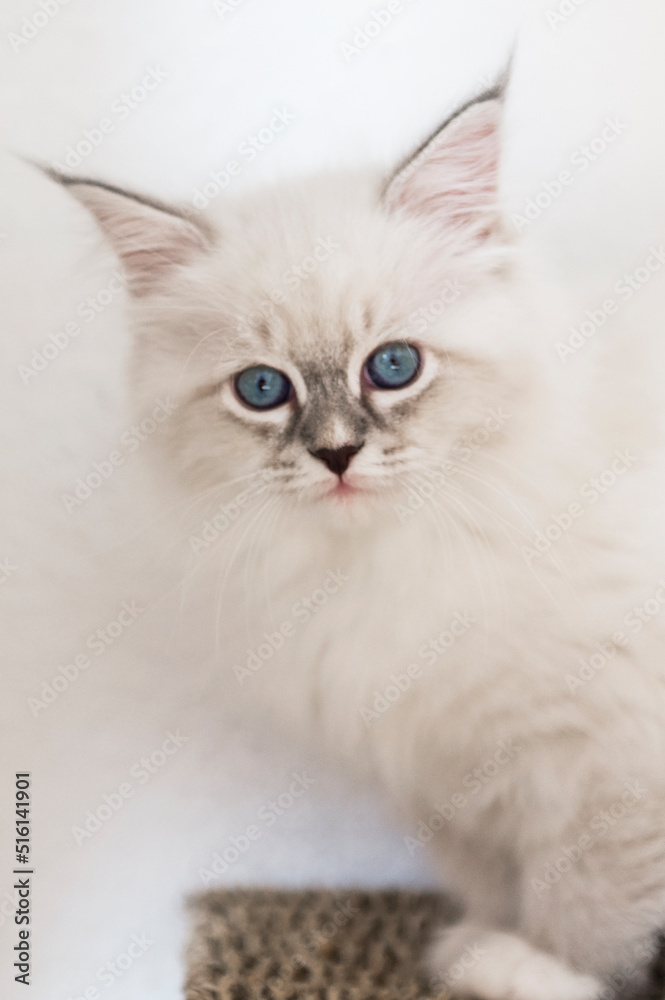 Porträt von einem Neva Masquerade Kitten