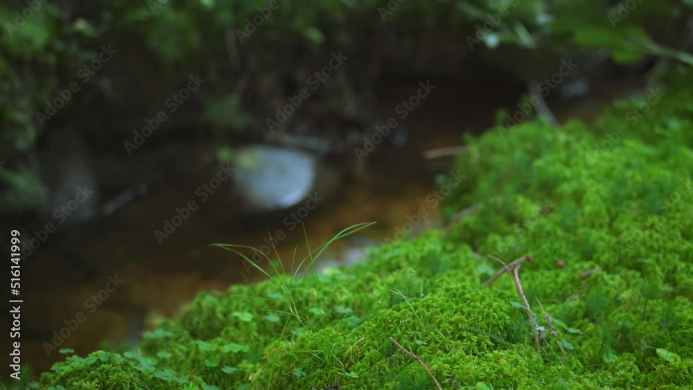 Fine green moss and tiny mushrooms growing on dark forest ground, few small twigs near, camera slides to right, river stream flowing background, closeup macro detail Fine green moss and tiny mushrooms growing on dark forest ground, few small twigs near, camera slides to right, river stream flowing background, closeup macro detail