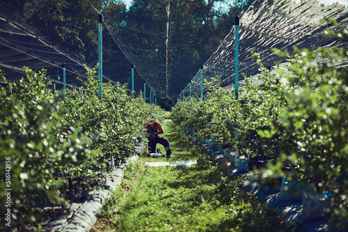 Farmer picking fresh blueberries on a farm.