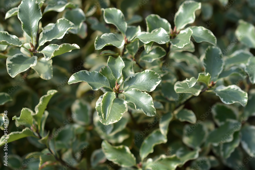 Variegated Kohuhu Silver Queen Variegated Kohuhu Silver Queen
