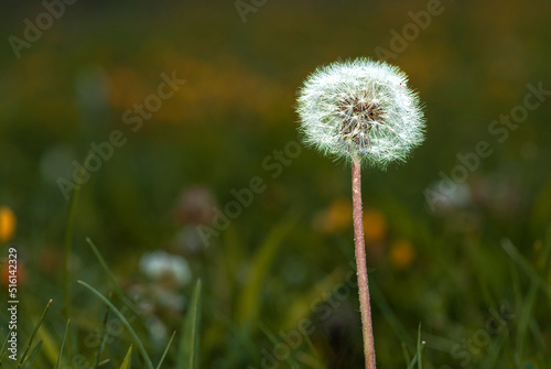 Dandelion is very common in nature.