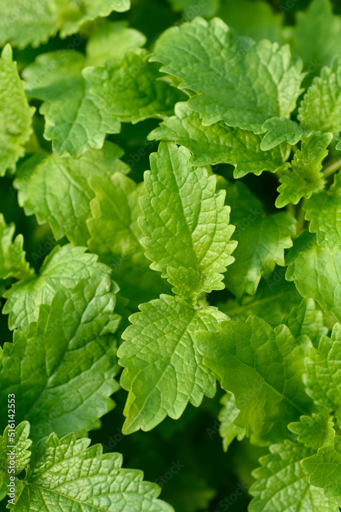 Lemon balm Lemon balm