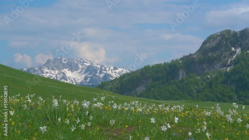green meadow in Lukavica Plateau in the spring photo