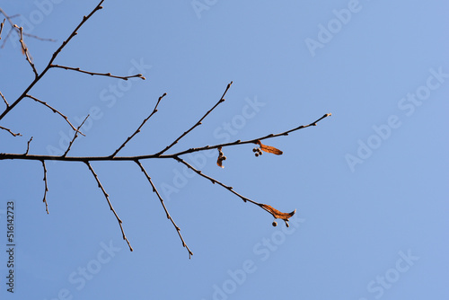 Broad-leaved lime