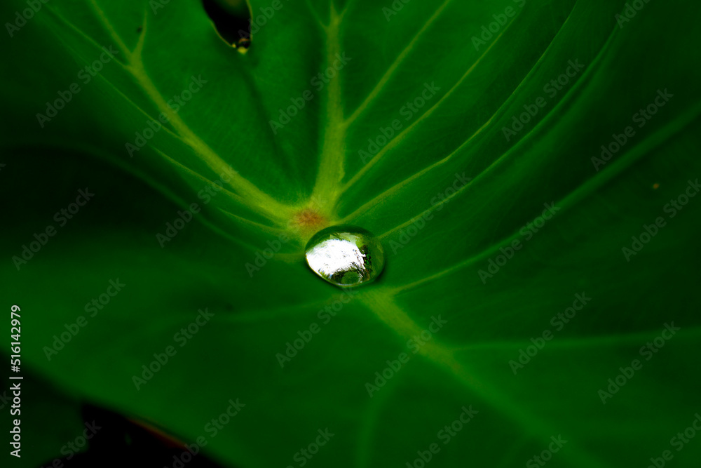 Green leaf with drops of water close up, green banana taro leaf. Green leaf with drops of water close up, green banana taro leaf.