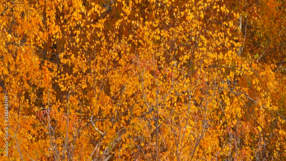 Birch branches with golden autumn foliage sway in the wind on an autumn sunny day. Sunlight warm natural background autumn theme. Birch branches with golden autumn foliage sway in the wind on an autumn sunny day. Sunlight warm natural background autumn theme.
