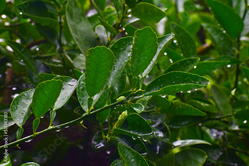 The leaves of the lemon tree, Drops of water on a lemon leaf, Raindrops flowing in the rain