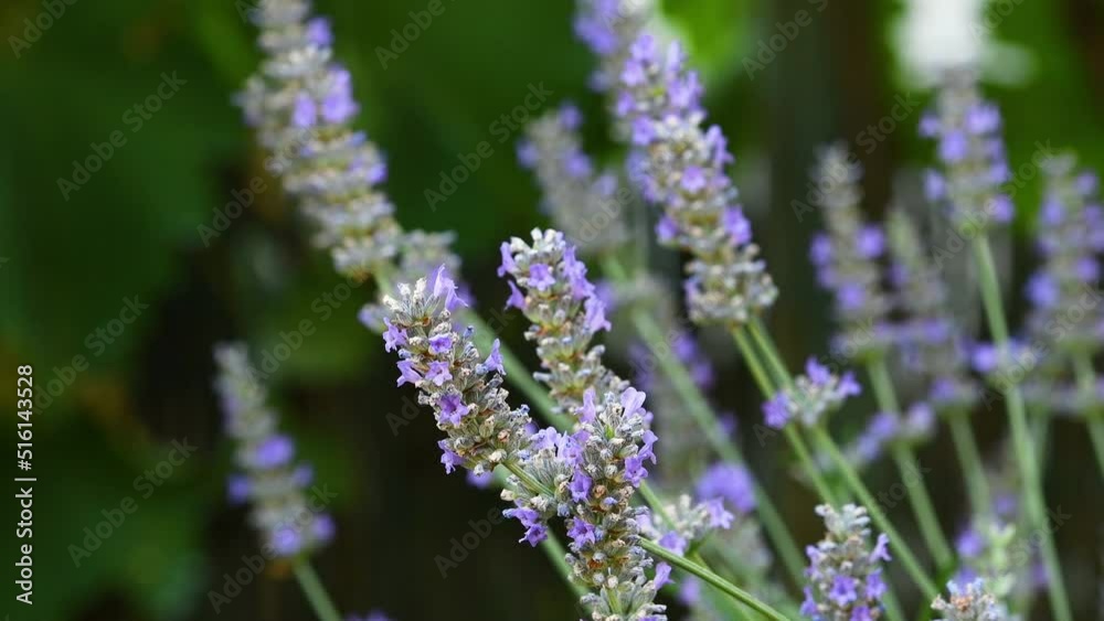 closeup of flowering branches of lavender in a garden. selective focus closeup of flowering branches of lavender in a garden. selective focus