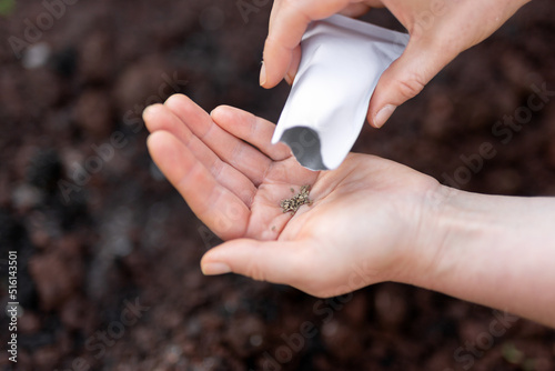 Sowing organic carrot seeds in kitchen garden photo