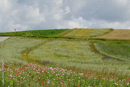 Blooming poppy fields & corn fields . Blühende Mohnfelder  und Kornfelder . Lower Austria . Niederösterreich photo