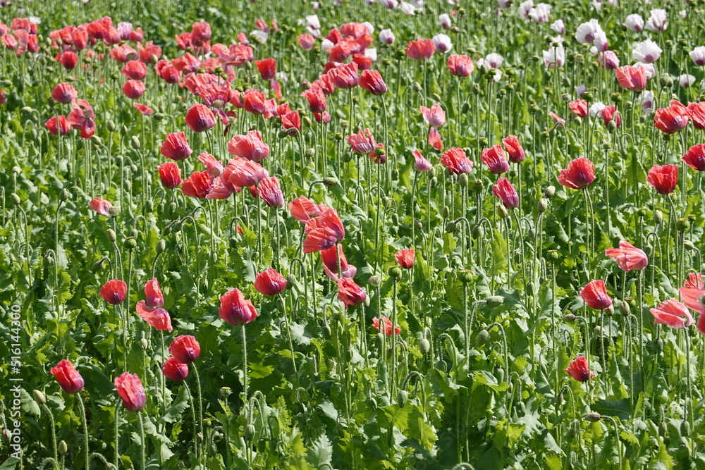 Blooming poppy fields . Blühende Mohnfelder . Lower Austria . Niederösterreich
