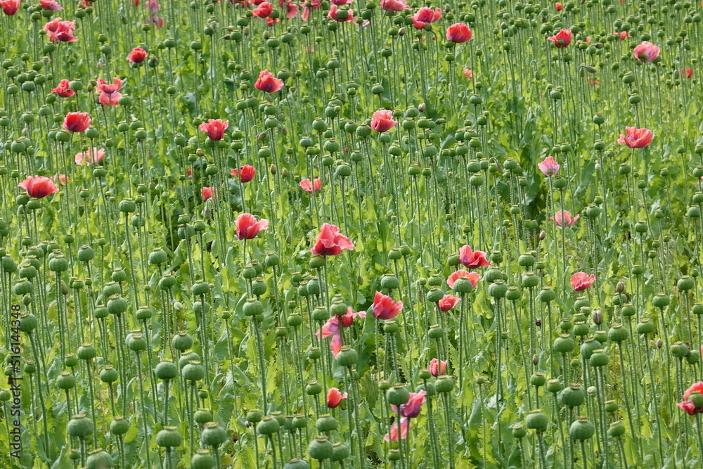 Fototapeta premium Blooming poppy fields . Blühende Mohnfelder . Lower Austria . Niederösterreich