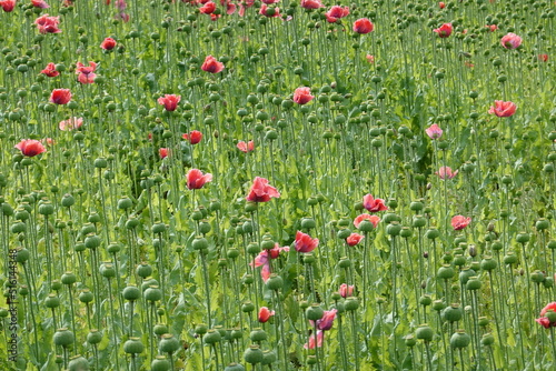 Blooming poppy fields . Bl  hende Mohnfelder . Lower Austria . Nieder  sterreich