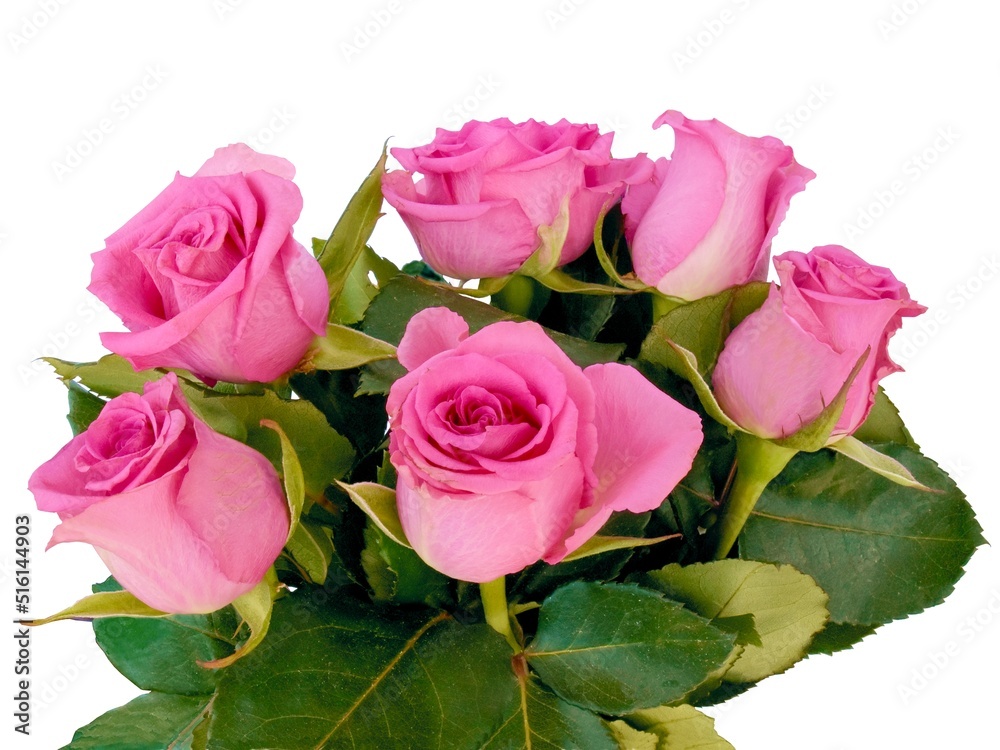Naklejka premium pretty pink roses close up