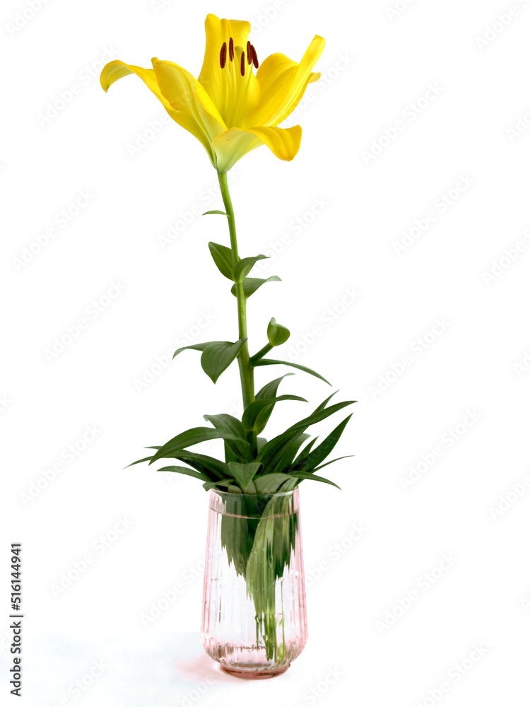 pretty yellow  lilies with brown pollen isolated close up 