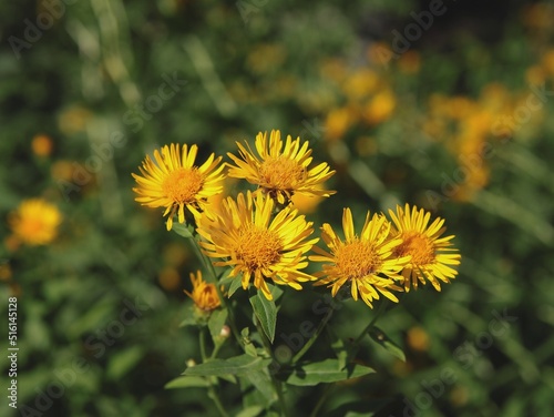 yellow flowers of Doronicum pardalianches plant in the garden