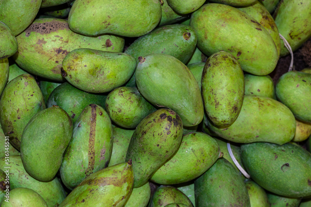 fresh organic unripe mangoes from farm close up from different angle fresh organic unripe mangoes from farm close up from different angle